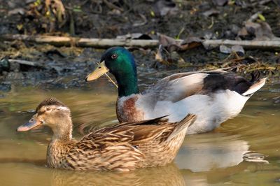 Ducks in lake