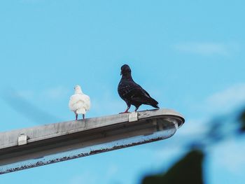 Low angle view of pigeons perching on wood against sky
