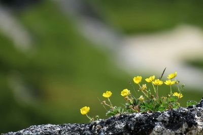 Close-up of flower against blurred background