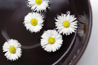 High angle view of white daisy flowers