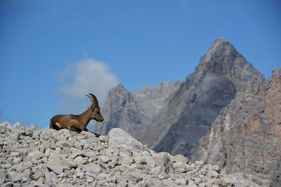 Low angle view of lizard on rock against mountain