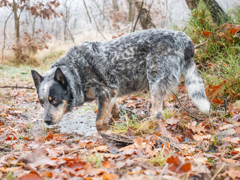 Gray dog drinking from forest pool. australian cattle dog standing in water in colorfu autumn forest