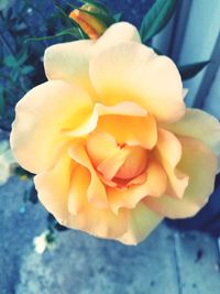 Close-up of yellow rose blooming outdoors