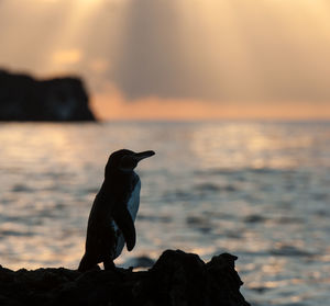 Close-up of penguin on rock by sea against cloudy sky during sunset