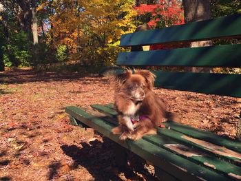 Dog sitting on autumn leaves
