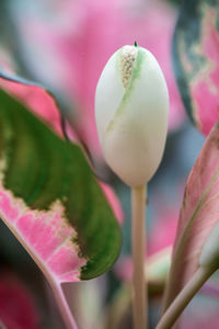 Close-up of pink flowering plant