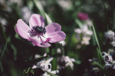 Close-up of pink flowering plant