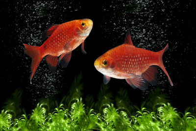 Barb fish swim on dark background