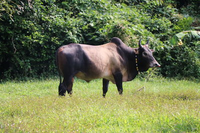 Horse standing in a field