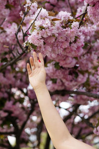 Cropped hand of woman holding cherry blossom