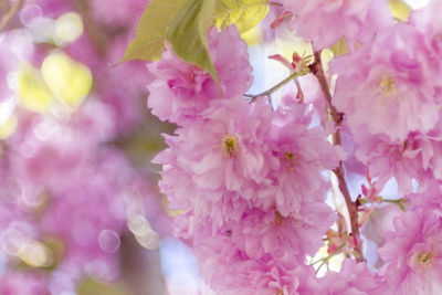 Close-up of pink cherry blossoms in spring