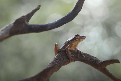 Frog on nature place