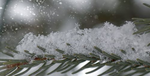 Close-up of snow on plants during snowfall