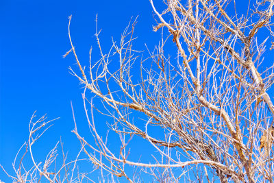 Low angle view of bare tree against clear blue sky