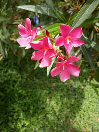 Close-up of pink flowers