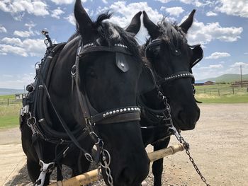 Horse cart on field against sky