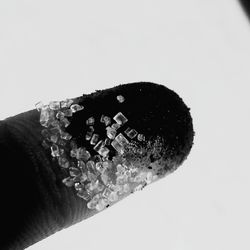 Close-up of hand holding leaf over white background