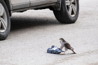 Side view of a bird on the road