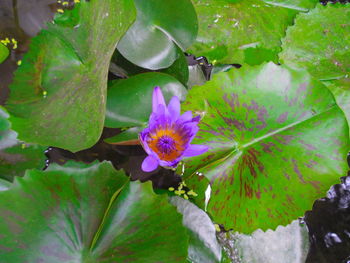 Close-up of flowers blooming outdoors