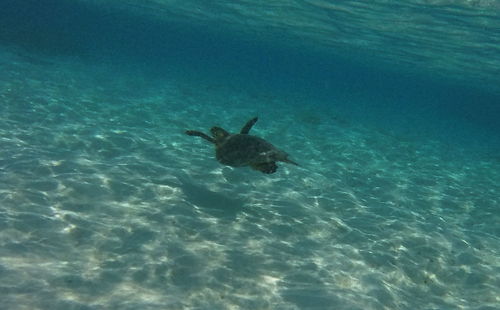 High angle view of fish swimming in sea