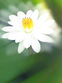 Close-up of white flowering plant