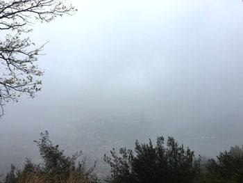 Low angle view of trees against sky