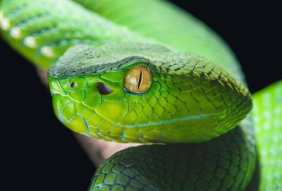 Close-up of lizard on leaf