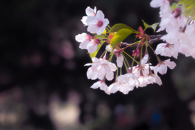 Close-up of pink cherry blossom