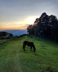 Horse grazing on field against sky during sunset