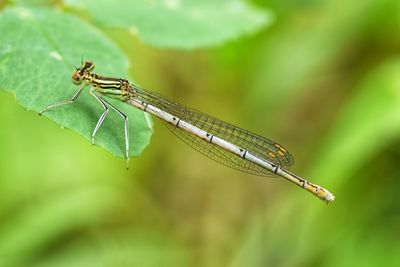 Close-up of dragonfly on leaf