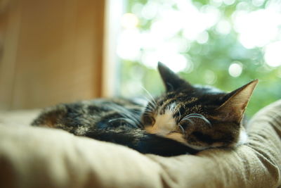 Portrait of brown tabby cat in woody room