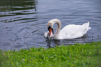 Swan mother feeds her fledgling