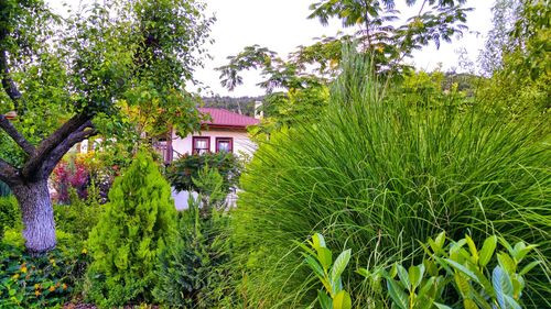 View of trees and buildings