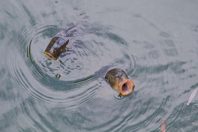 High angle view of fish swimming in lake