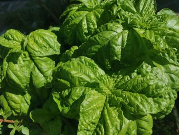 Full frame shot of green leaves