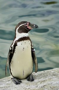 Penguin swimming in lake