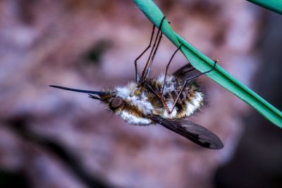 Close-up of insect