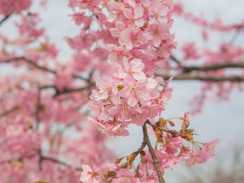 Close-up of pink cherry blossom