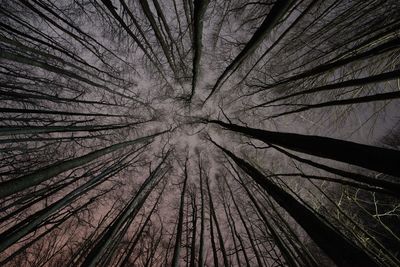 Low angle view of trees in forest against sky