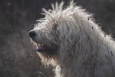 Close-up of dog looking away