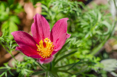 Close-up of pink flower