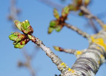 Low angle view of flowering plant against sky