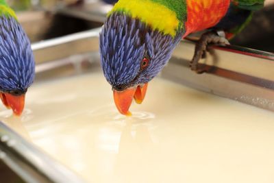 Close-up of parrot perching