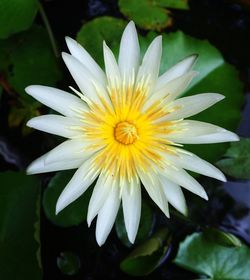 Close-up of white flower