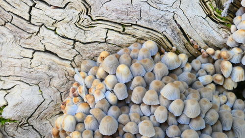 Close-up of mushrooms growing on rock