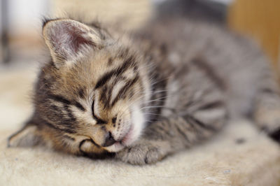 Close-up of cat sleeping