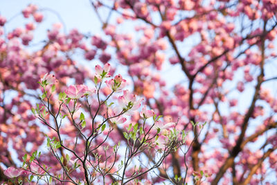 Low angle view of cherry blossoms in spring