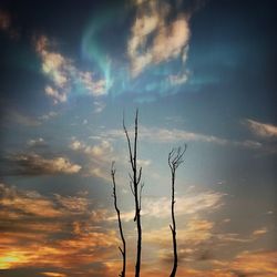 Silhouette tree against sky during sunset