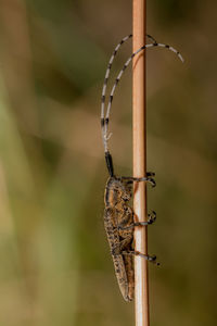 Close-up of insect against blurred background
