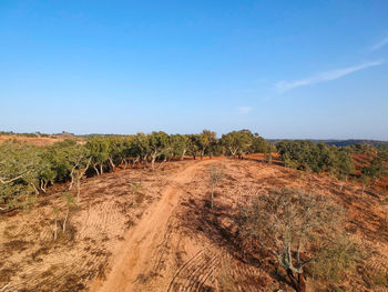 Scenic view of field against clear blue sky